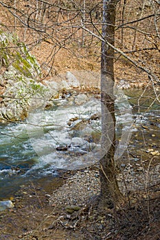 Jennings Creek Ã¢â¬â A Wild Mountain Trout Stream